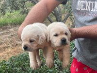 Safkan Irk Garantili Labrador Retriever Yavruları