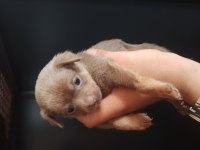 Şivava (chihuahua)
