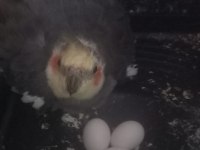 Evcil kuşlar sarı olan dişi kuşumuz