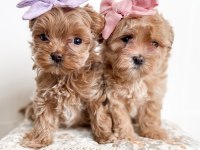 Ev Ortamında Doğan Maltipoo Bebeklerim Yeni Evini Arıyor