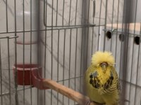 Show Jumbo 8-12 Ay Arası Dişi Muhabbet Kuşu