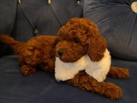 Orijinal toy poodle