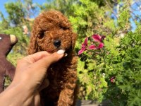TOY POODLE IRK VE SAĞLIK GARANTİLİ