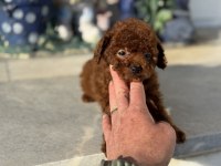 Petmode Köpek Çiftliğinden Tea Cup Kore Poodle
