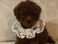 Kore poodle yavrularımız teslime hazırdır