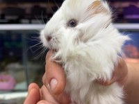 Guinea pig yavrularımız adrese teslim