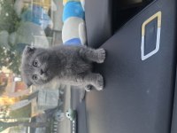 Scottish fold koca kafalımız