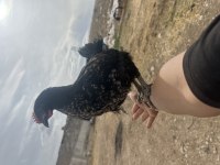 Yumurta Avcıları Tavuklar