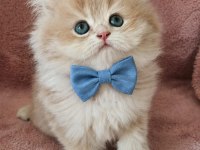 British Longhair Golden Cy12 Erkek