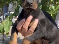 A Kalite Doberman Yavrularımız