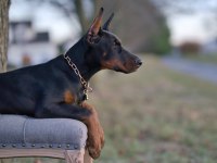 Çiftliğin Efsane Doberman Yavruları Kapıda Ödemeli