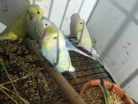 12 adet muhabbet kuşu yavrusu