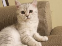 British Shorthair 4 Adet
