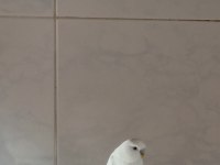 SAFKAN BEYAZ MUHABBET KUŞLARI