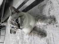 9 aylık erkek british kedim için cift arıyorum