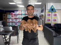 MALTESE YAVRULAR MALTİPO VE TOY POODLE YAVRULAR ANKARA