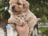 Maltipoo bebekler