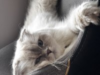 British longhair sakız kızımız ilk gelen alır