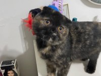 Ücretsiz Scottish Fold Dişi