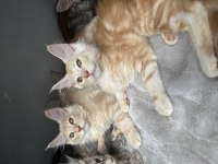 Maine coon bebekler