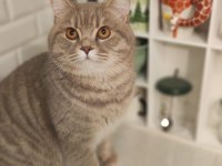 9 AYLIK UYSAL SCOTTİSH FOLD KEDİSİ