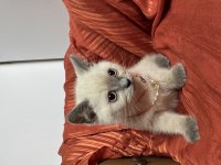 Blue point yavru 2 aylık british shorthair
