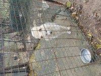 Samoyed sahibinden