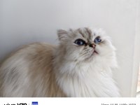 Kısır British Longhair Ücretsiz Sahiplendirme