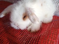 Teddy lop tavşanı yavrular mavi göz
