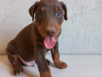 Orjinal king doberman yavrular
