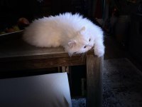 Safkan iran chinchilla kedime dişi eş arıyoruz