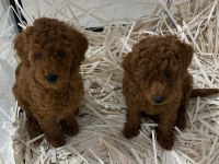 Poodle bebeklerim ailesini arıyor