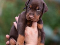 2 Aylık Safkan Asil Doberman Yavrularım