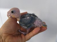 El besleme portakal kafa caique bebeklerim