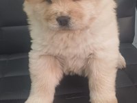 Chow chow 45 günlük dişi köpeğimiz