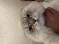 Scottish fold mavi gözlü