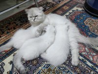 Scottish fold yavru