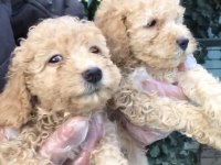 KUSURSUZ MALTİPOO YAVRULAR
