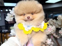 Light chocolate POMERANİAN Boo 3 Aylık