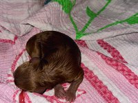 Toy Poodle asil yavrular