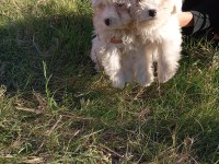Uygun bütçeli havanese yavrular 0 numara