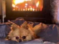 Pomeranian boo 1 yaşında