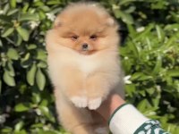 Aşırı Cana Yakın Pomeranian Boo 2 Aylık