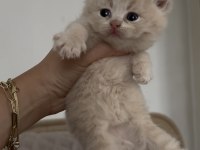 British Shorthair Kedisi