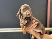 Petmode köpek çiftliğinden dacshund yavrumuz