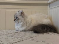 BRİTİSH LONGHAİR MUNCHKIN CÜCE KEDİMİZ ERKEK KİNKALOW