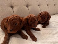 SAFKAN RED BROWN TOY POODLE