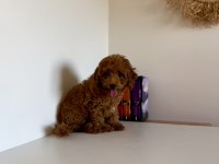 Bir dişi ve bir erkek toy poodle