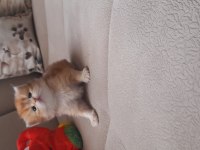 British shorthair golden yavrular