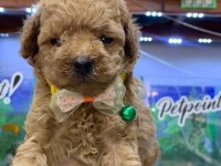 Güzel poodle yavrular yeni yuvalarını arıyor